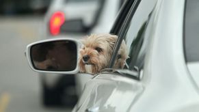 Dog in car