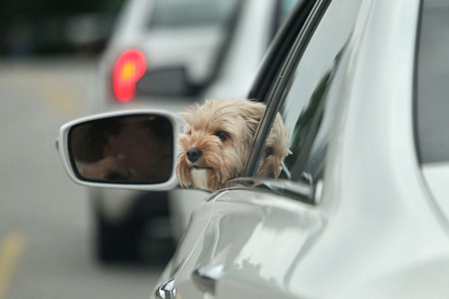 Dog in car