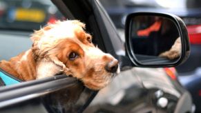 Dog car harness