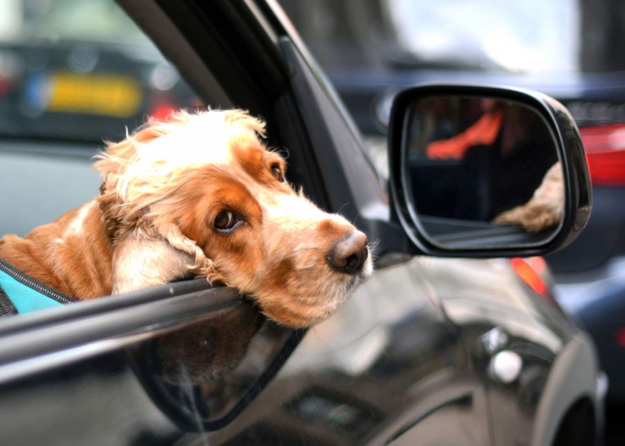 Dog car harness