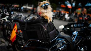 A dog wearing sunglasses sits on top of a Harley Davidson motorcycle