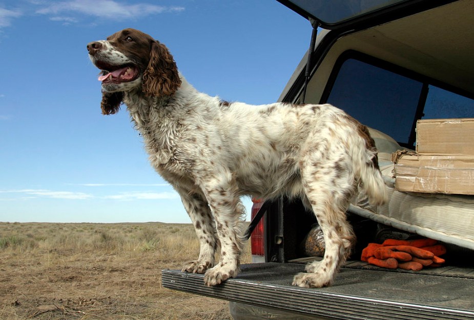 A dog standing on the tailgate of a pickup truck