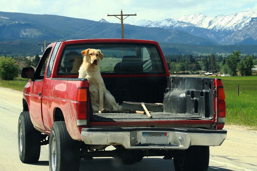 A yellow lab riding in the bed of a red truck