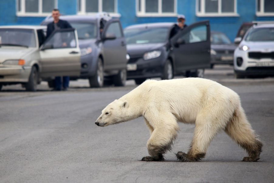 A polar bear blocking cars in the Arctic Circle