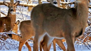 White tail deer in the snow