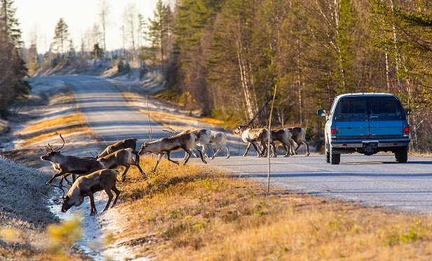 a herd of reindeer crossing the road in front of an SUV