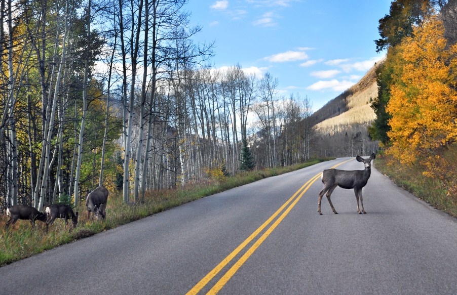 A mule deer grazes beside the road leading to Maroon Lake near Aspen, Colorado. The IIHS says deer whistles 'have not proven effective.'