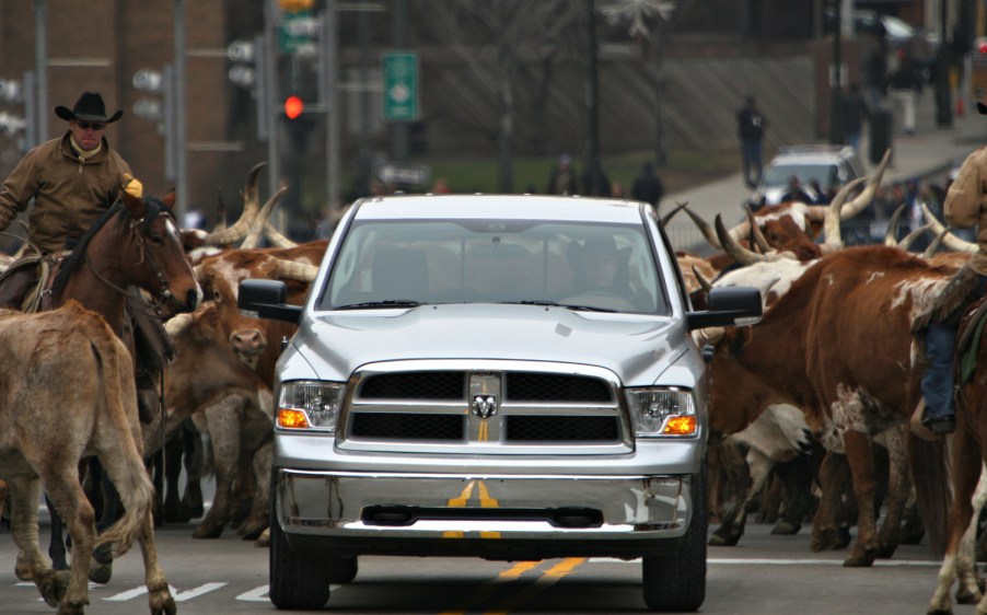 A Ram truck in the middle of the street surrounded by horses