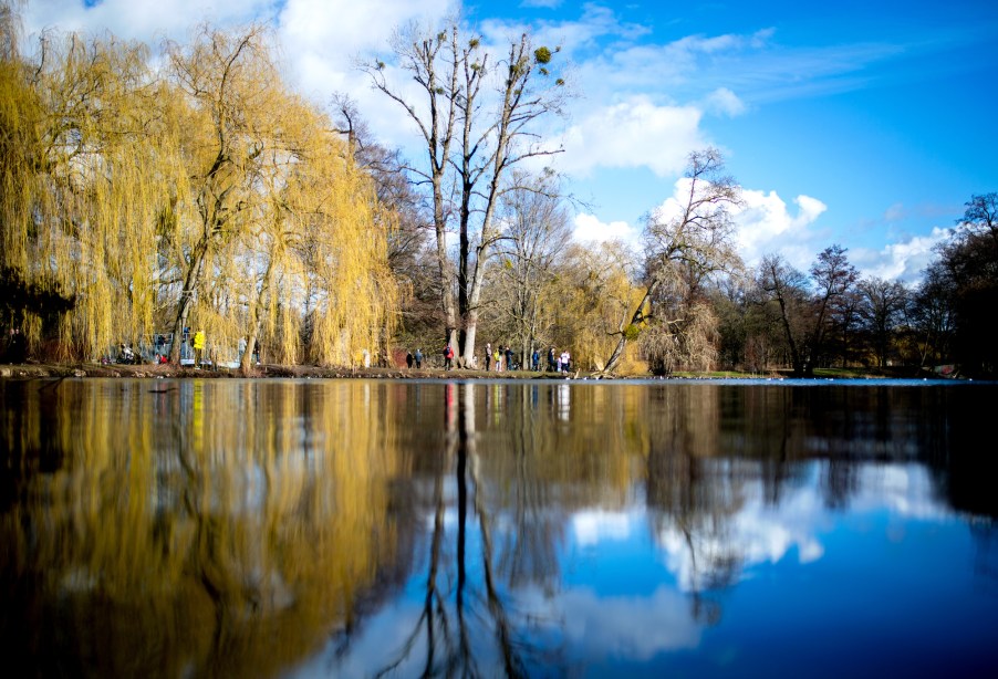 A willow and other trees are reflected in a lake