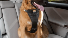 dog in car