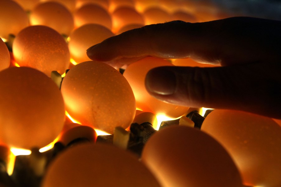 A close-up of a hand touching brown eggs