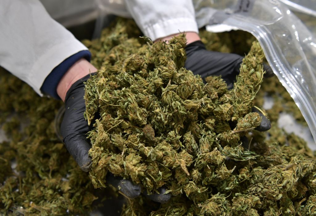 a scientist holding marijuana