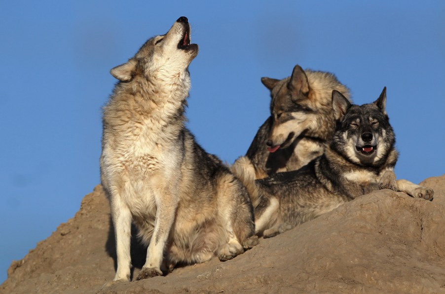 Three rescued timberline wolves at the Wild Animal Sanctuary on October 20, 2011, in Keenesburg, Colorado