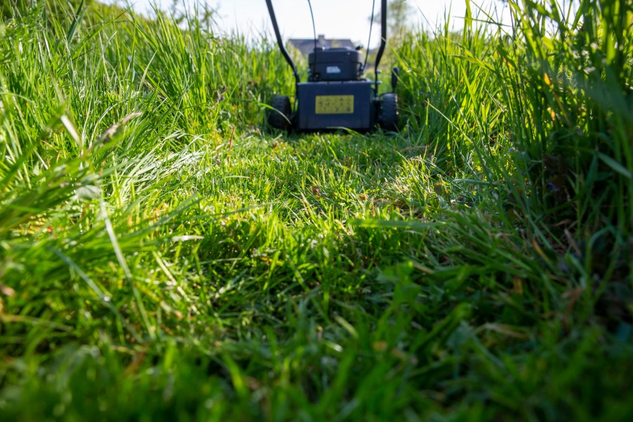 A walking lawn mower on a long green grass in May 2021