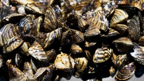 Zebra mussels, shown here clustered on a small tree branch, can destroy boat engines