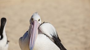 The pelican that destroyed a Bugatti Veyron