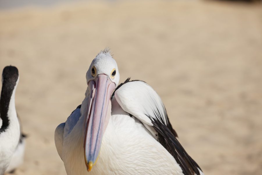 The pelican that destroyed a Bugatti Veyron