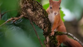 A squirrel caused a car accident