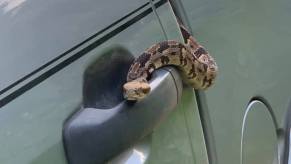 Timber rattle snake on Nissan Titan