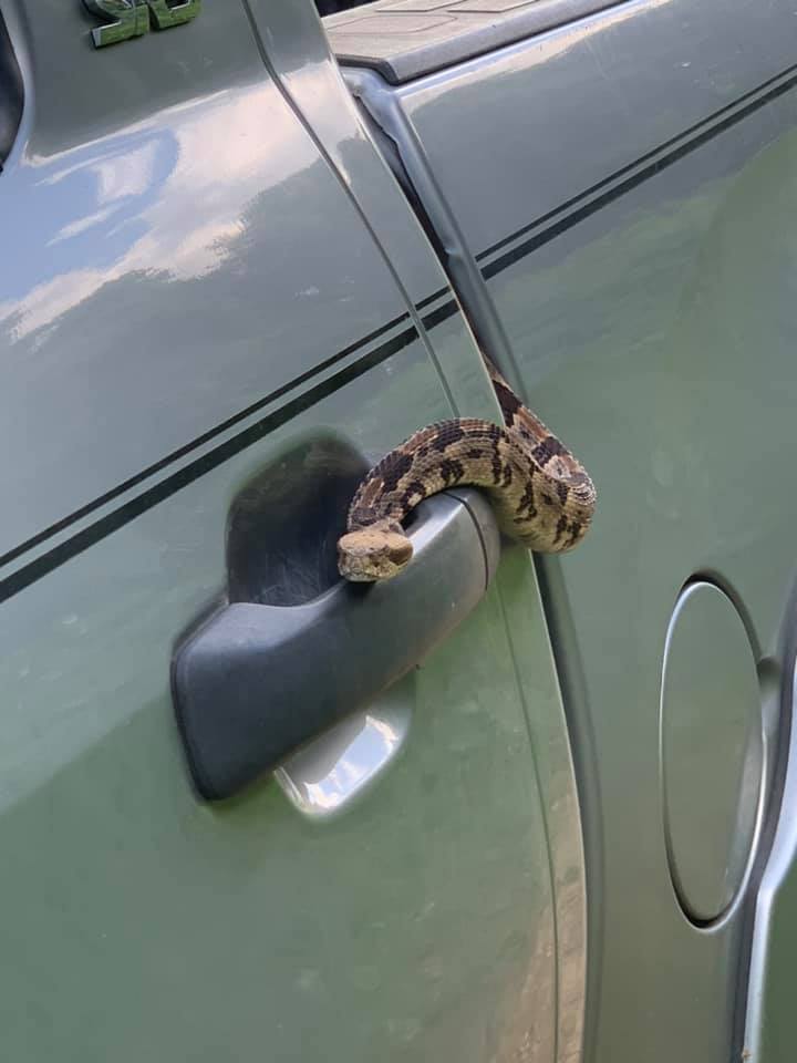 Timber rattle snake on Nissan Titan