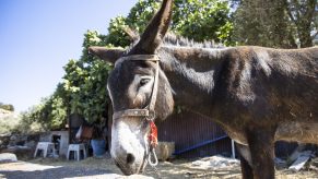 the head and shoulders of a donkey like the one that pulled the Ford SUV