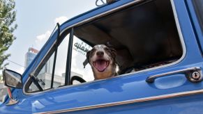 A dog looking out of a car window in Kyiv, Ukraine