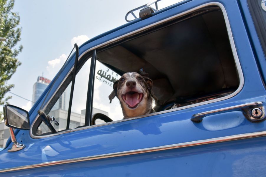 A dog looking out of a car window in Kyiv, Ukraine