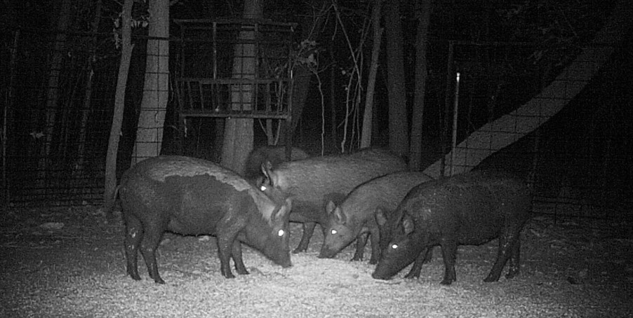 Feral hogs eat a pile of corn inside a trap set by biologists in Cowley County, Kansas, in September 2012