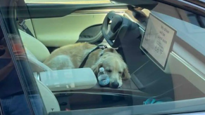 Tesla Model X Plaid Dog Mode