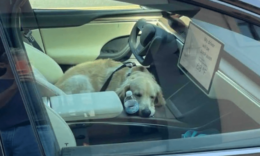 Tesla Model X Plaid Dog Mode