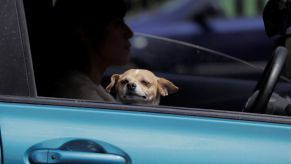 A dog staring out the window in a car from the passenger seat