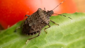 Brown marmorated stink bug on a tomato