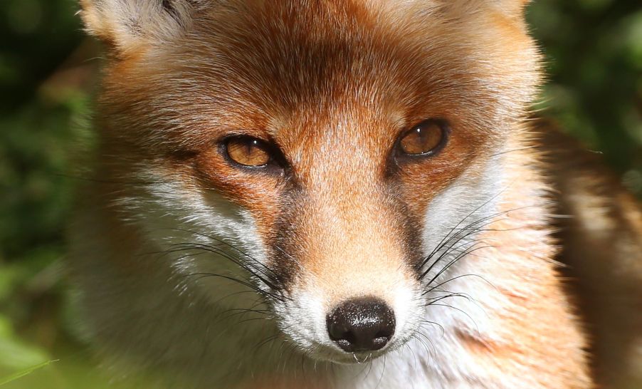 Close-up view of fox