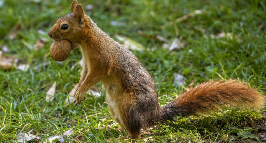 A squirrel holds a walnut in its mouth.