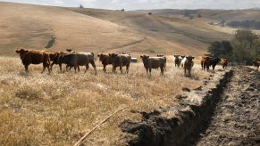 Cattle grazing on dried grass shows part of why many automakers are replacing the leather in new car interiors with cloth and vegan leather