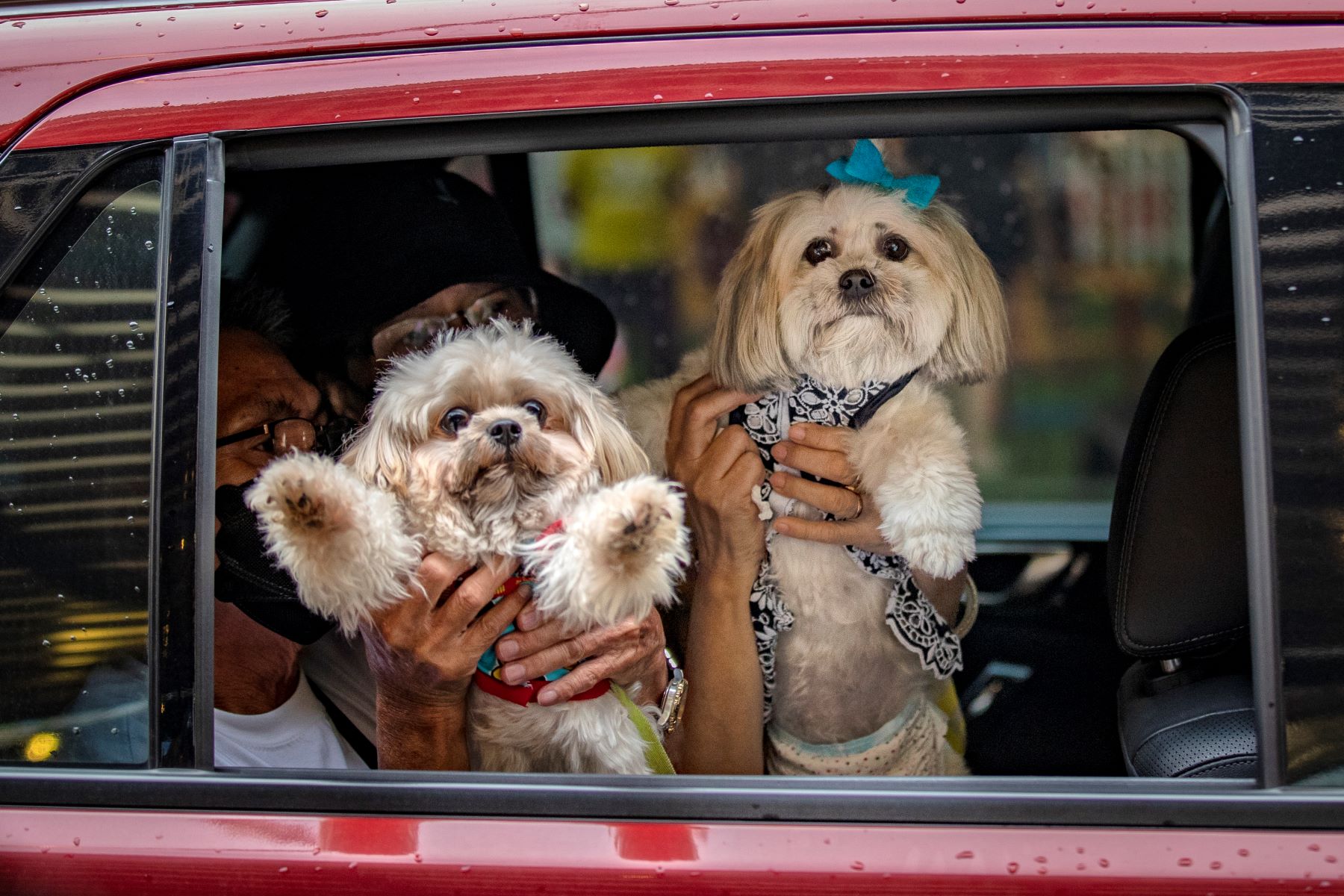 A pair of pet dogs in a car on World Animal Day