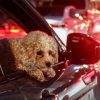 Dog sticks head out car window of black sedan