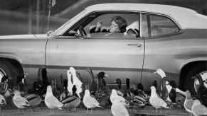 Ducks surrounding a Plymouth Duster