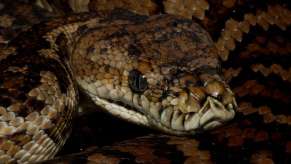 Coastal carpet python snake in Australia, highlighting story about snake on car rearview mirror