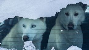 Dogs sitting in snowy car, highlighting that it's dangerous for dogs and cats to ride in cars in cold winter weather