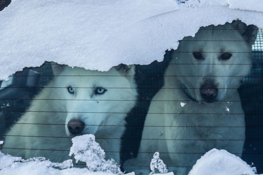 Dogs sitting in snowy car, highlighting that it's dangerous for dogs and cats to ride in cars in cold winter weather