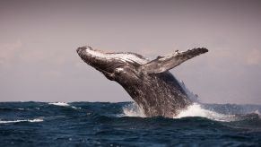 Humpback whale breaches over the ocean for a story about singing whales around Maui, Hawaii