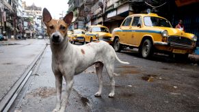 A dog on the road with Taxi cars parked behind it.