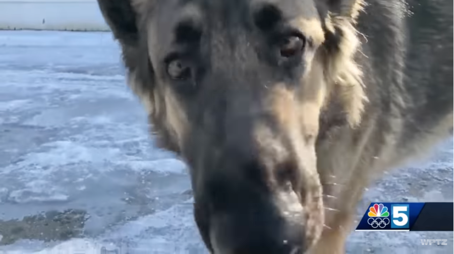 close up of Tinsley, the dog who saved her owner from a brutal truck crash