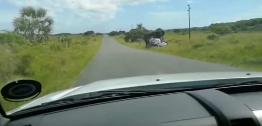 Car rolled over after elephant rammed and flipped it over