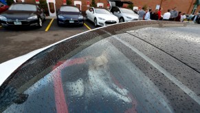 A dog in the back seat of a Tesla EV