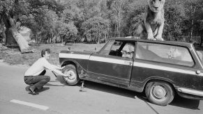 A man changing a tire with a lion on top of the car