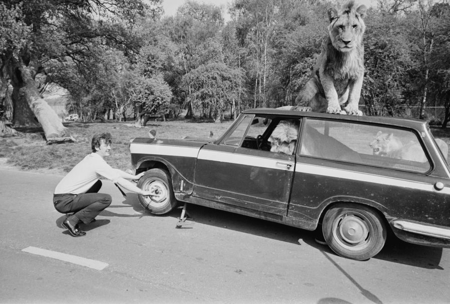 A man changing a tire with a lion on top of the car