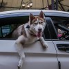 A pet dog hanging out a car's rear window