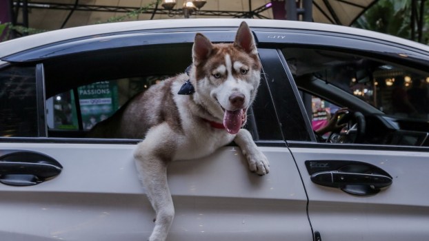 Car Accessories Pet Lovers Should Never Do Without